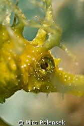 long nose sea horse teaken with Canon eos 5d, macro 100 m... by Miro Polensek 
